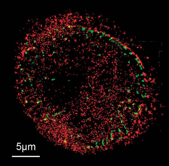 N-SIM Система высокого разрешения серии Super-Resolution